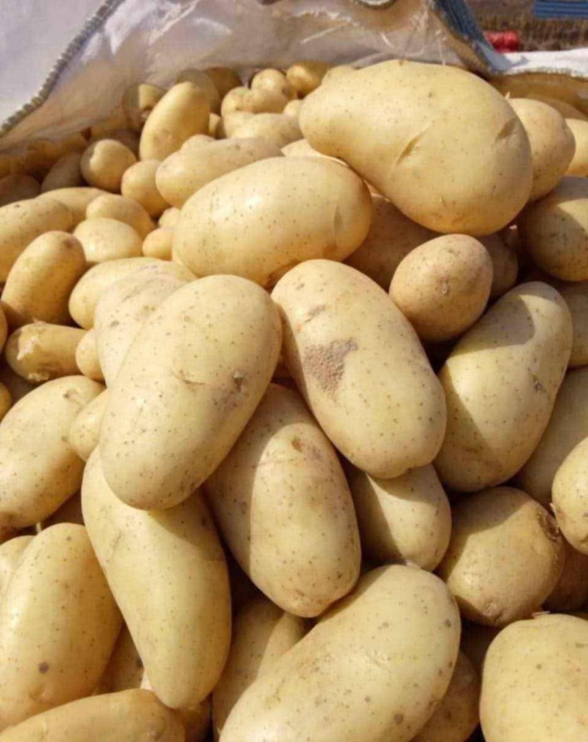 Fresh Egyptian Potatoes for Export – Spunta Variety We are pleased to offer premium quality fresh Egyptian potatoes for export to European countries and the