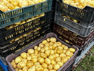 New potatoes for sale, price depends on the quantity