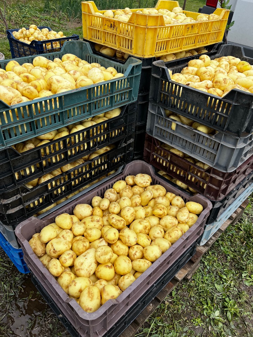 New potatoes for sale, price depends on the quantity desired! Only sold wholesale!