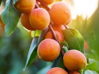 Fresh delicious apricots from Chalkidiki Greece. Contact me on