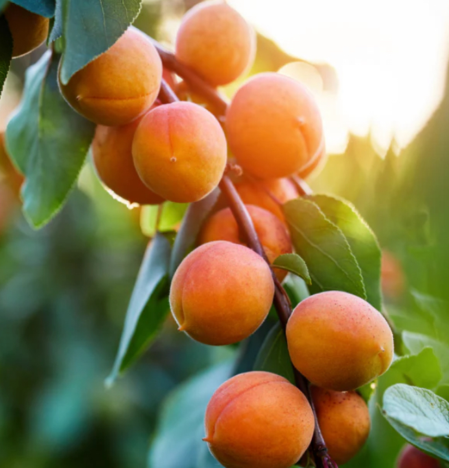 Fresh delicious apricots from Chalkidiki Greece