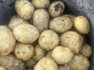 Romanian company sell new potatoes origins Romania with all
