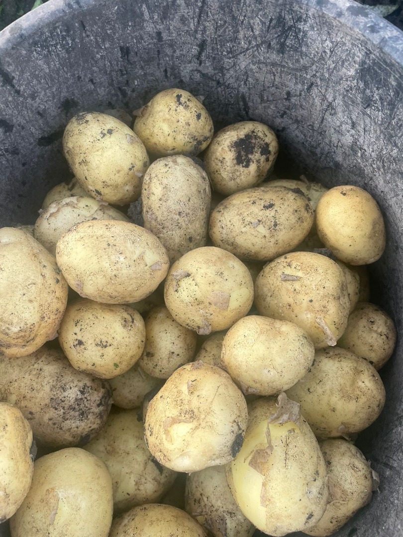 Romanian company sell new potatoes origins Romania with all export documents Calibre 4-6 Package - Bags 30-35 KG For more info feel free to writte on or