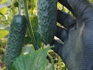 Romanian company sell cucumbers origins Romania, we have large