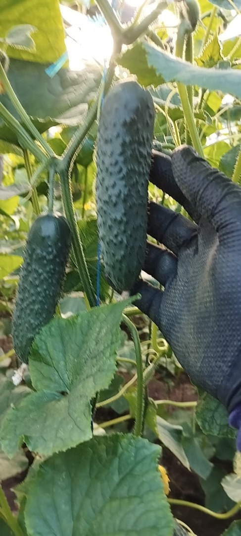 Romanian company sell cucumbers origins Romania, we have large quantities and open's to new clients If you are interested please wtitte on or call/writte on
