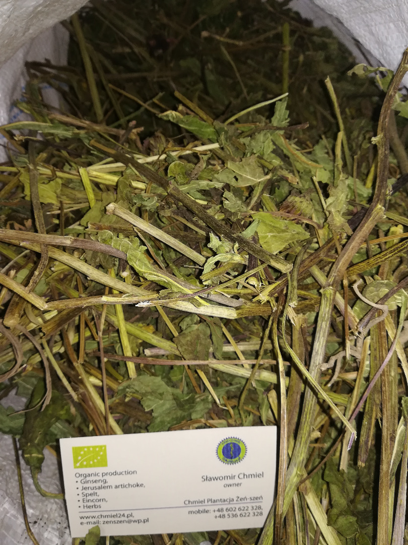 Echinacea herb price 5 PLN kg 9 quantity about 5-6 tons ecological quality