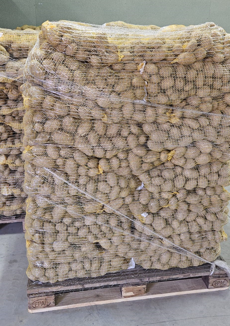 I offer for sale Lilly variety potatoes, size 45+, loose or packed in 15 kg bags, truck quantities