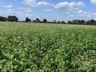 I will sell buckwheat grown without the use of
