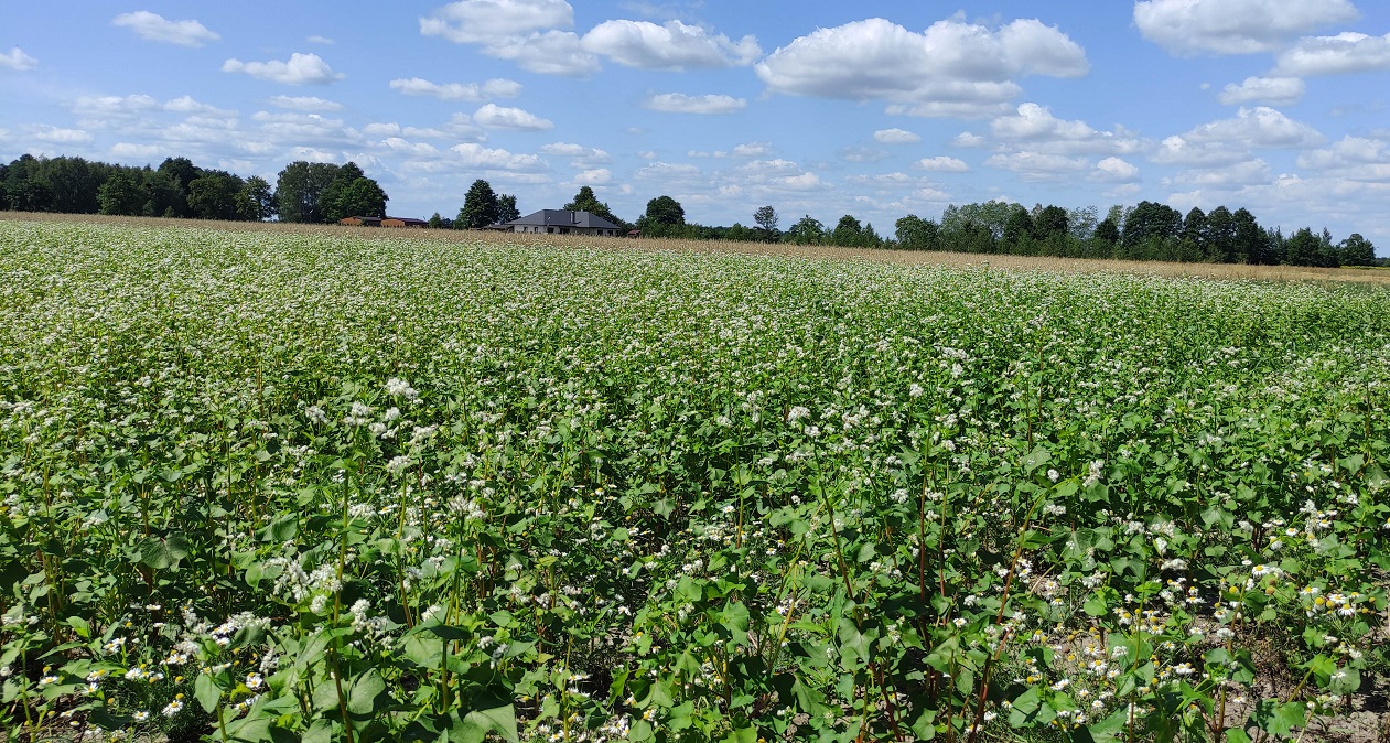 I will sell buckwheat grown without the use of any plant protection products