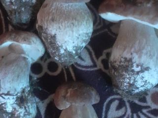 I sell fresh forest mushrooms, in large quantities!