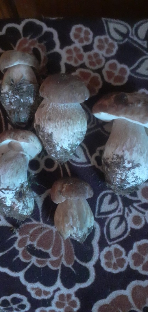 I sell fresh forest mushrooms, in large quantities!
