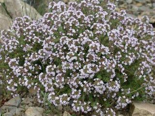 Organic Iranian thyme from the Sabalan Mountains is available