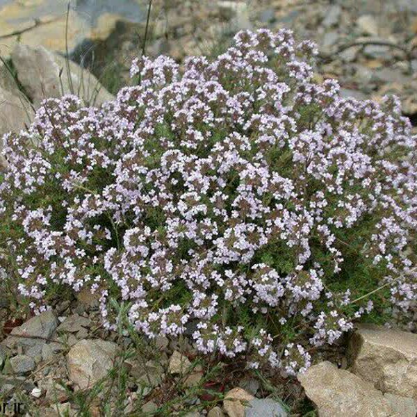 Organic Iranian thyme from the Sabalan Mountains is available in any kilo or tonnage you desire