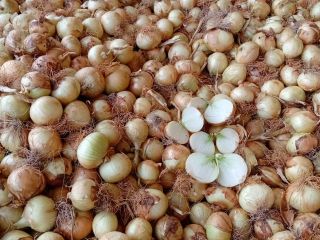 We sell new season yellow onions, caliber 50-60. The