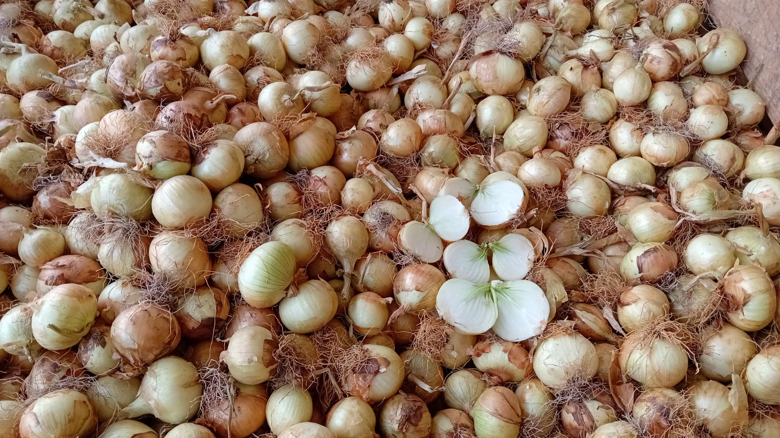 We sell new season yellow onions, caliber 50-60
