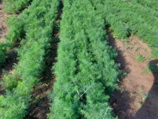 I will sell large quantities of dill by the