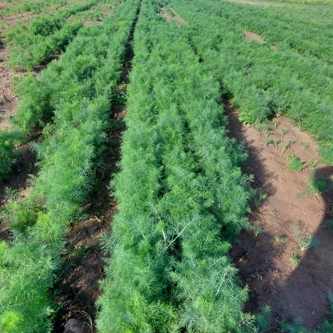 I will sell large quantities of dill by the kilogram or in bunches