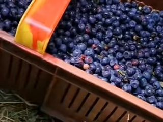 Good morning, the harvest will take place in 2025,
