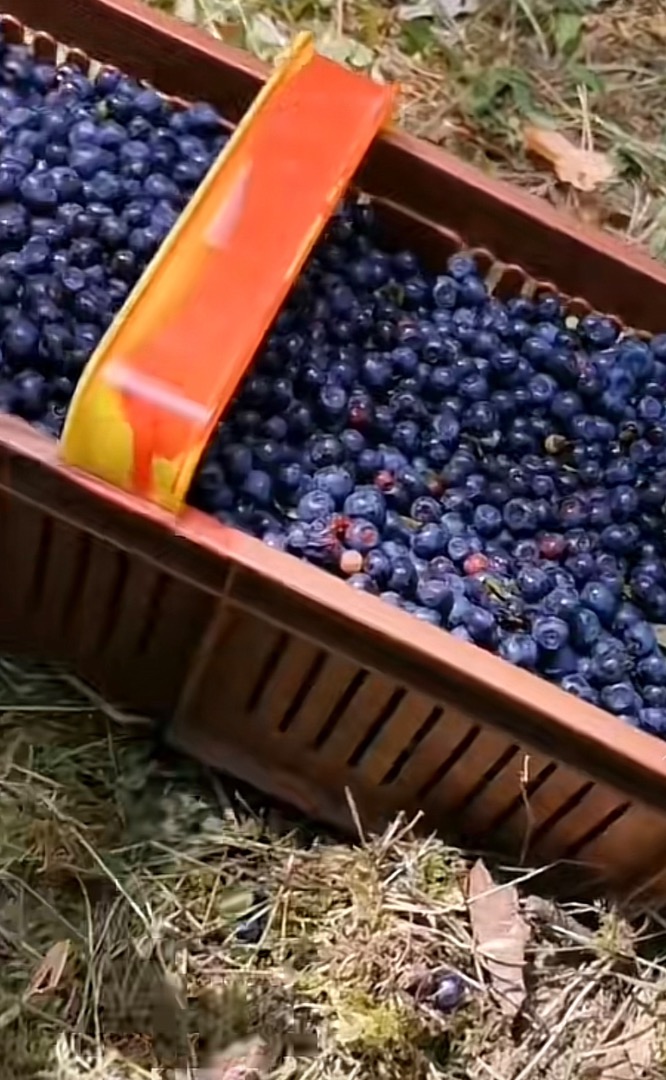 Good morning, the harvest will take place in 2025, these are natural forest berries that will be collected on an ongoing basis, sales will start on July 1