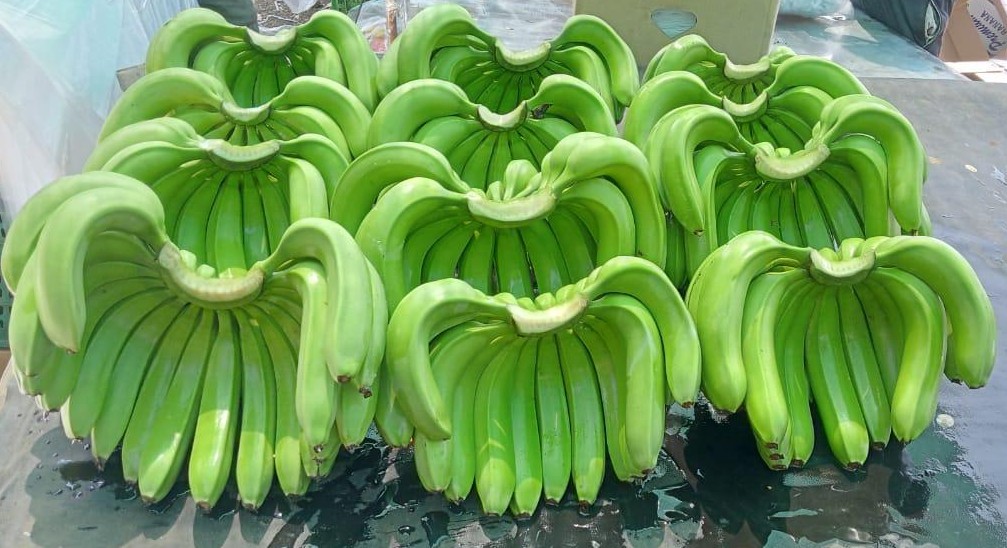Experience the unparalleled sweetness and perfect texture of our premium Cavendish G9 bananas, cultivated on farms dedicated to sustainable practices