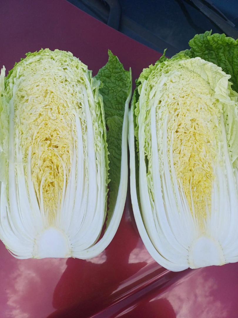 I am selling young Chinese cabbage