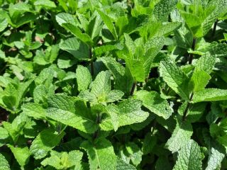 Fresh, very aromatic, well-developed, hand-grown and ecological Dutch mint.