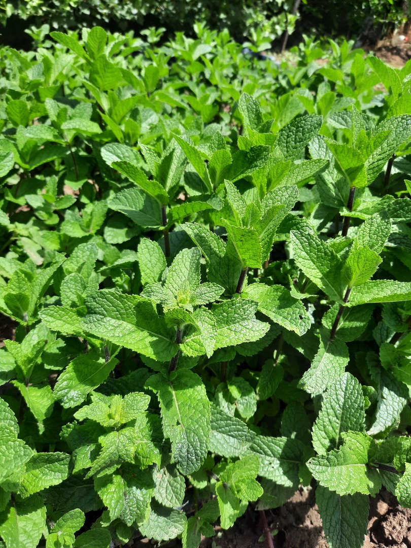 Fresh, very aromatic, well-developed, hand-grown and ecological Dutch mint