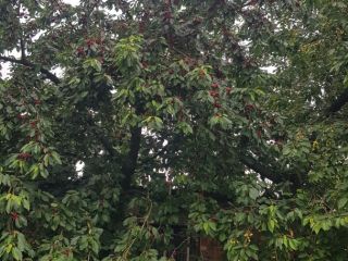 Hello, I have cherries for sale from my own