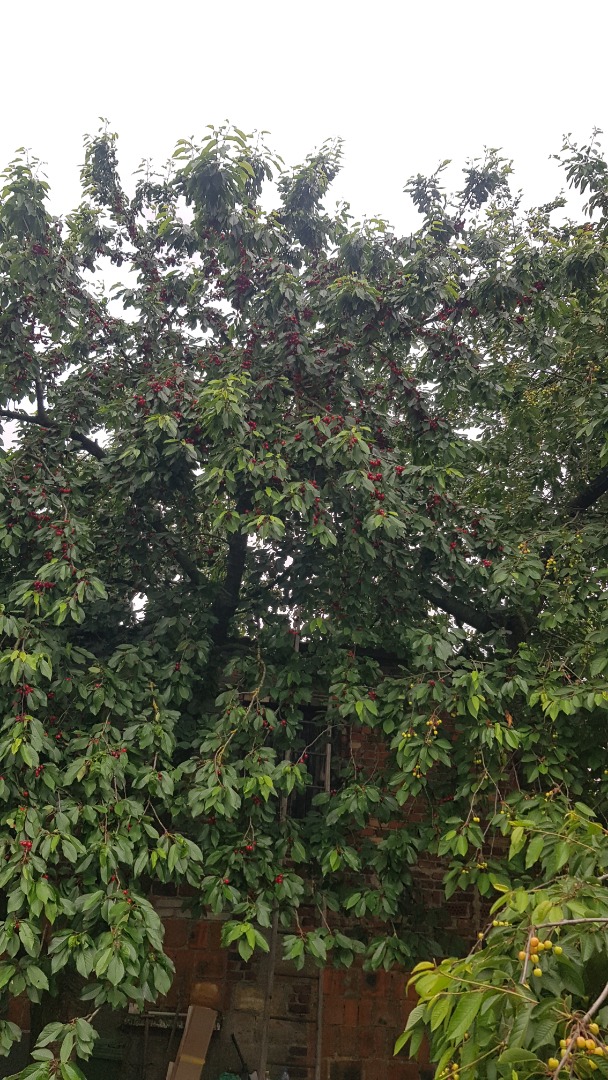 Hello, I have cherries for sale from my own garden - a large tree - not sprayed