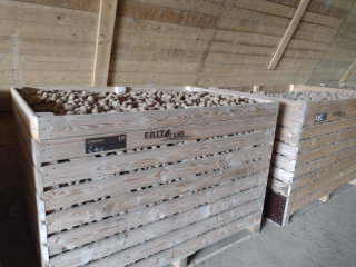 Potato for Sale – Lilly, Edison, Ludmila – 45