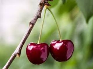 I WILL BUY LARGE QUANTITIES OF HUNGARIAN CHERRIES FOR
