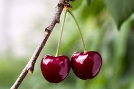 I WILL BUY LARGE QUANTITIES OF HUNGARIAN CHERRIES FOR PROCESSING (STOTING AND FREEZING)