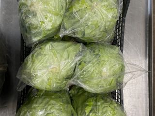 Fresh Rosso Bianco butterhead lettuce straight from the field.