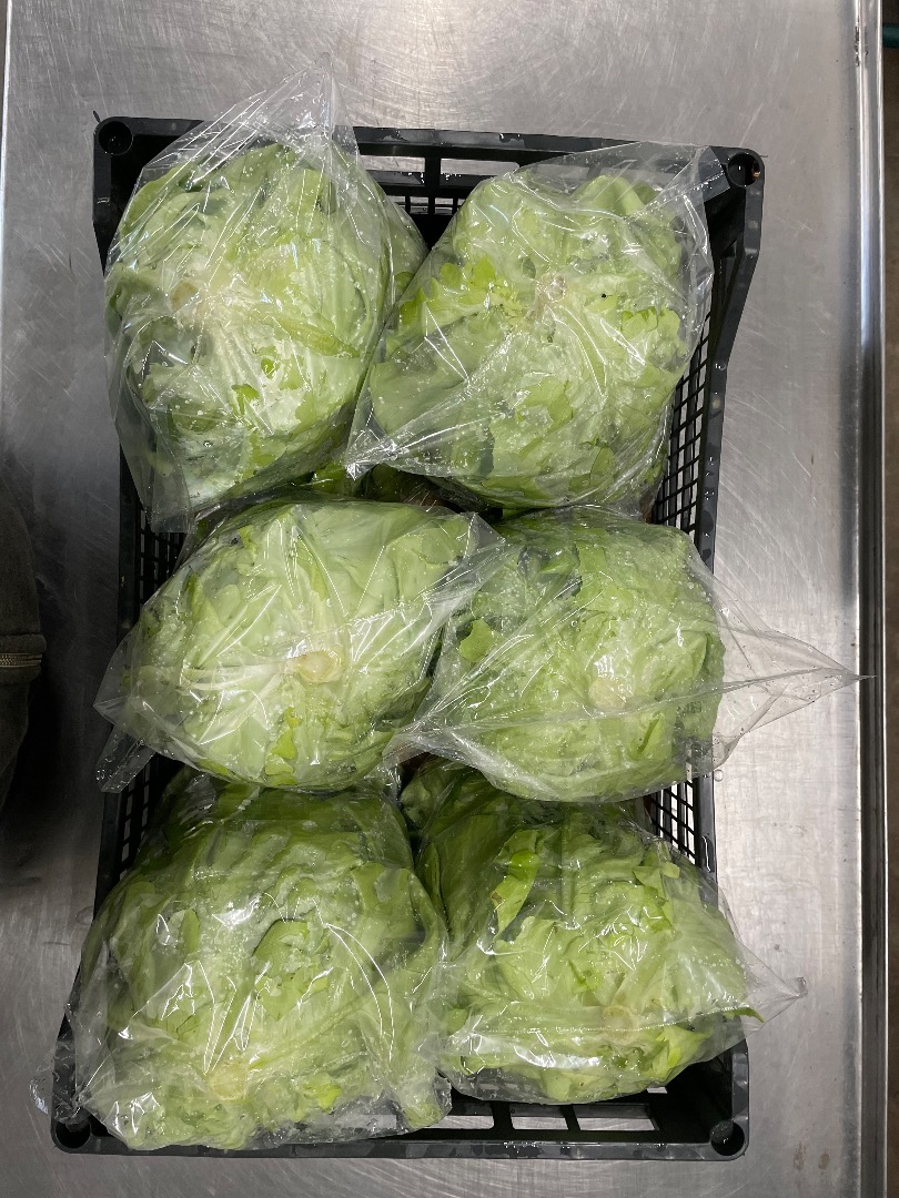 Fresh Rosso Bianco butterhead lettuce straight from the field