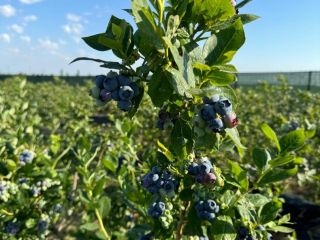 Looking for sweet, juicy, and freshly picked blueberries? We
