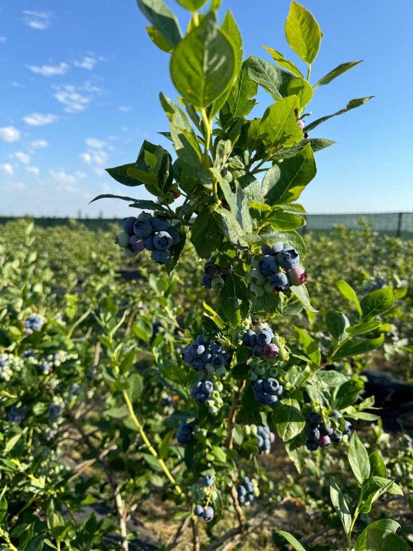 Looking for sweet, juicy, and freshly picked blueberries? We have high-quality blueberries available straight from our farm – grown with care