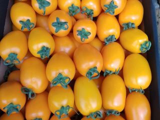 I will sell yellow plum tomatoes, pallet quantities