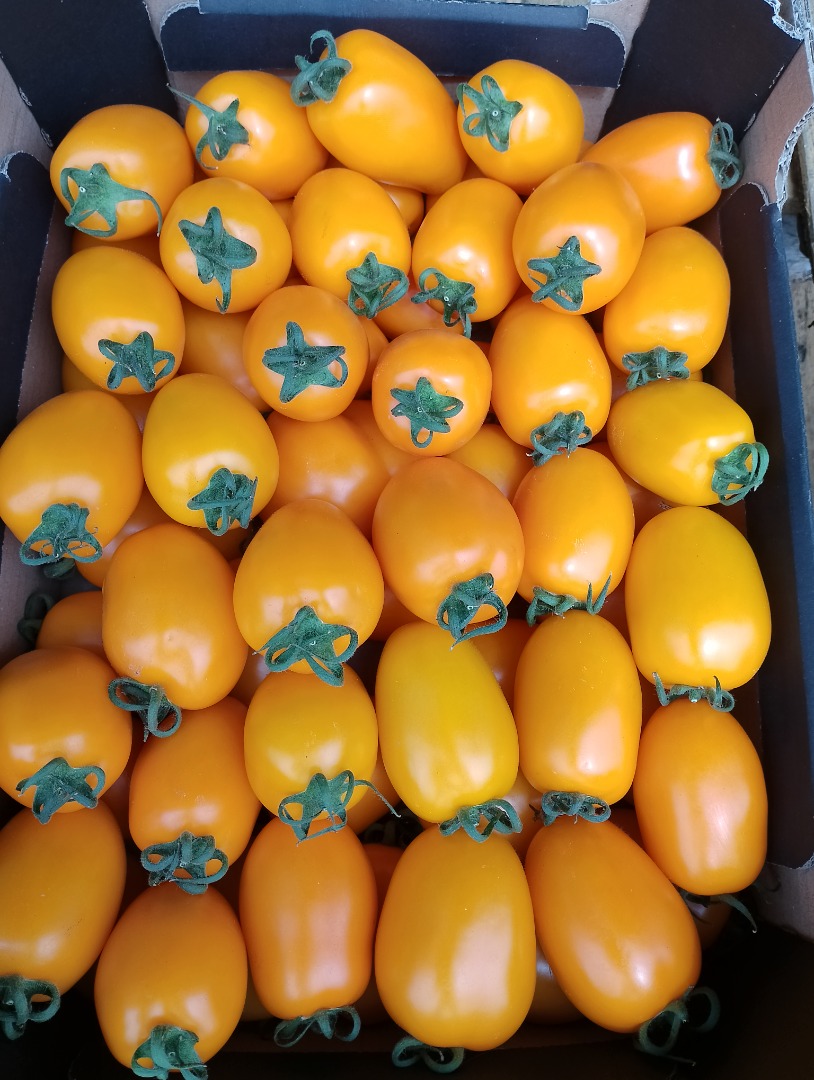 I will sell yellow plum tomatoes, pallet quantities