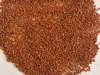 Offering UKRAINIAN RED MILLET Quantity: 300 metric tons Quality