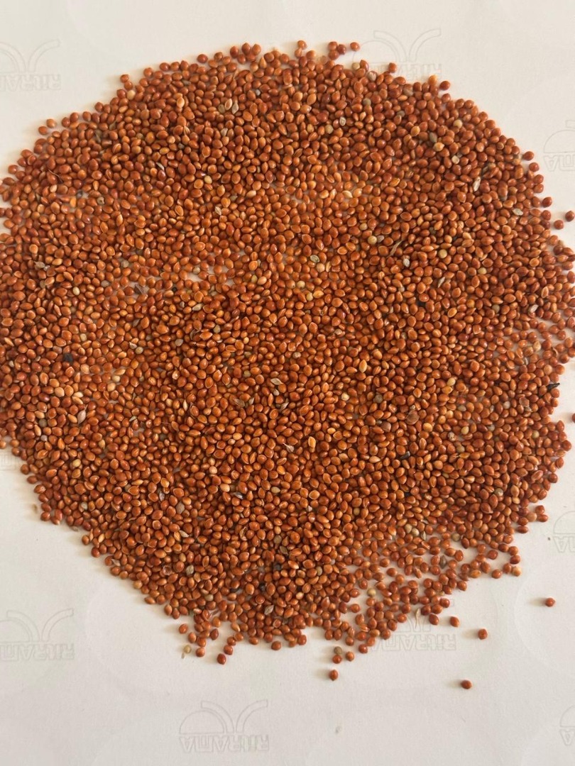 Offering UKRAINIAN RED MILLET Quantity: 300 metric tons Quality Parameters: Purity: 98% min Moisture: 13% max Packaging: 1 MT big bags Crop Year: 2024