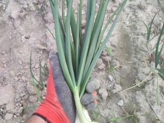 I will sell peeled white onions or onions with