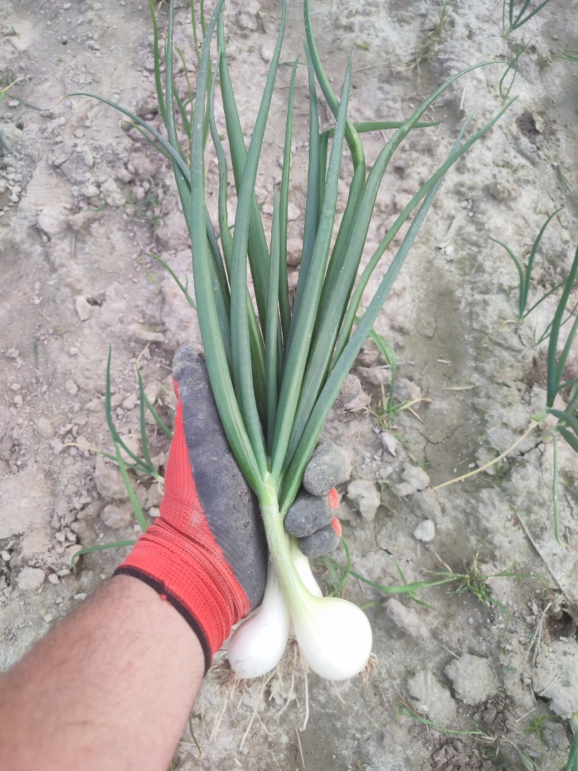 I will sell peeled white onions or onions with chives of the senshyu yellow variety