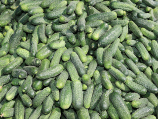 I WILL SELL GROUND-GROWN PARTHENOCARPIC CUCUMBERS FROM UNDER COVER,