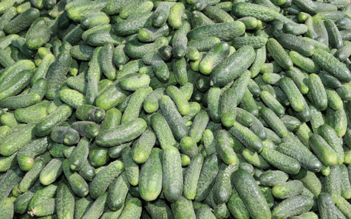 I WILL SELL GROUND-GROWN PARTHENOCARPIC CUCUMBERS FROM UNDER COVER, PICKED ON AN ONGOING BASIS