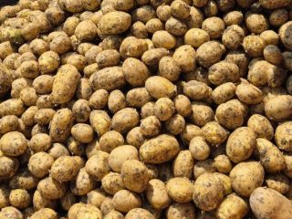 Our company sell big quantities of fresh potatoes Origin