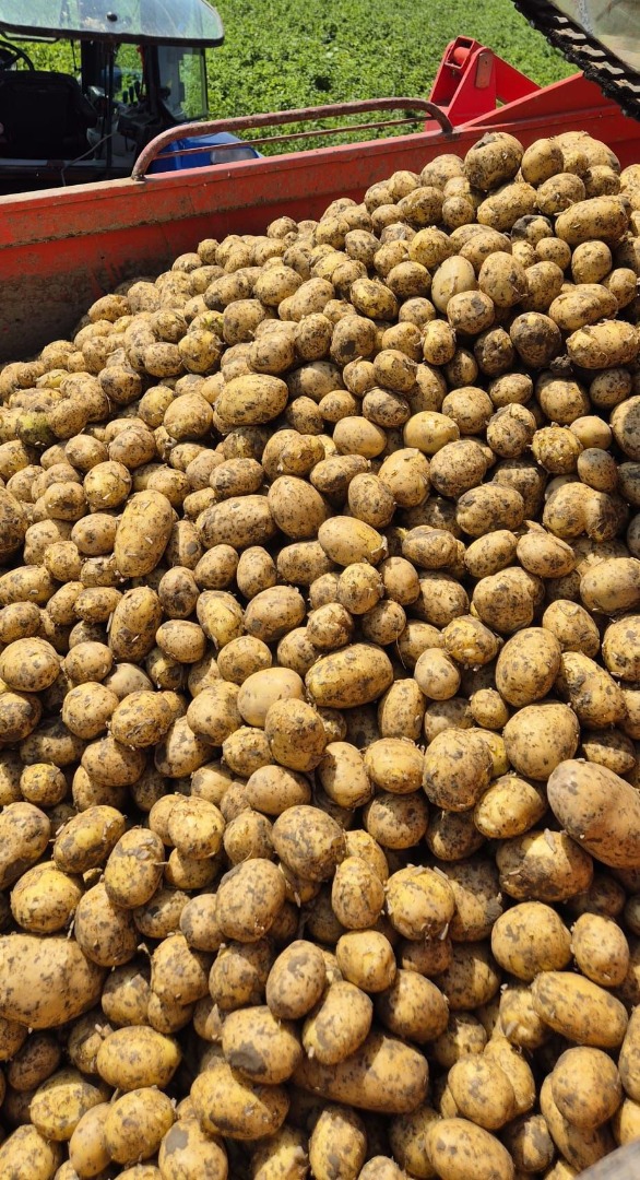 Our company sell big quantities of fresh potatoes Origin Romania, Belgium