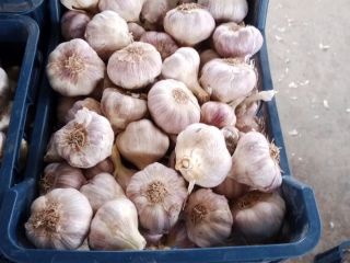 Garlic brought from Egypt. Superior quality