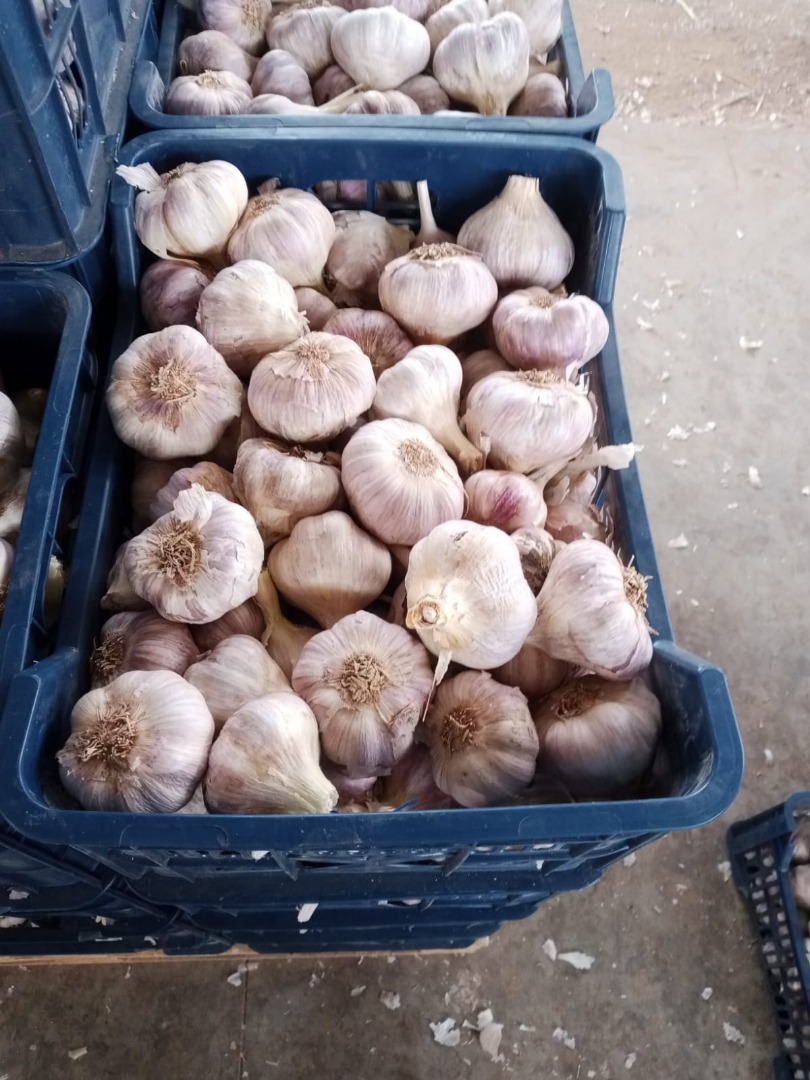 Garlic brought from Egypt