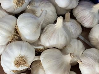 SPANISH PURPLE GARLIC: Our purple garlic stands out for