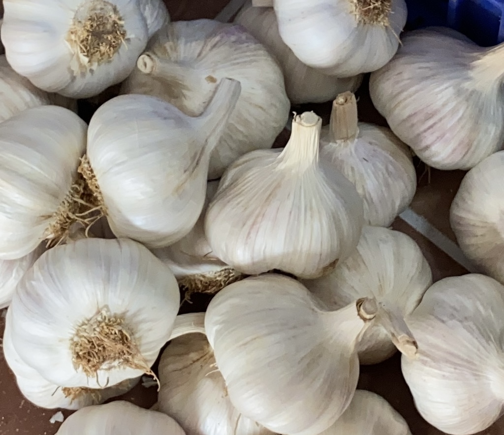SPANISH PURPLE GARLIC: Our purple garlic stands out for its: ✔️ Intense flavor and unmistakable aroma ✔️ High allicin content, ideal for health ✔️ 100% natural